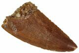 Serrated, Raptor Tooth - Real Dinosaur Tooth #260997-1